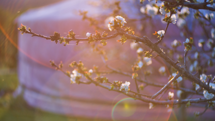 Pink yurt surrounded by cherry blossoms at sunrise