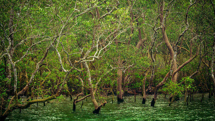Kerela mangrove forest in India
