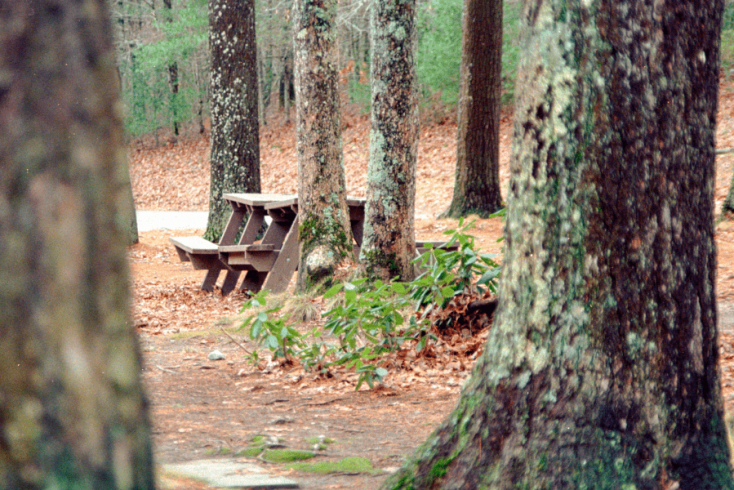 picnic table in the forest for national picnic month