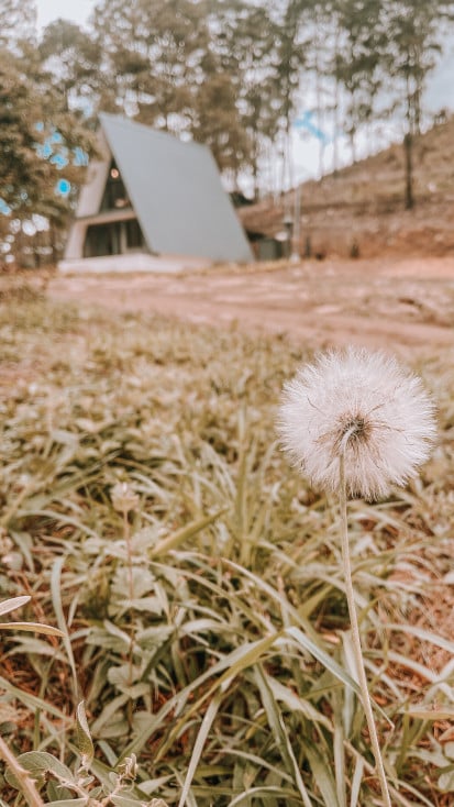 A-frame in Honduras with dandelion